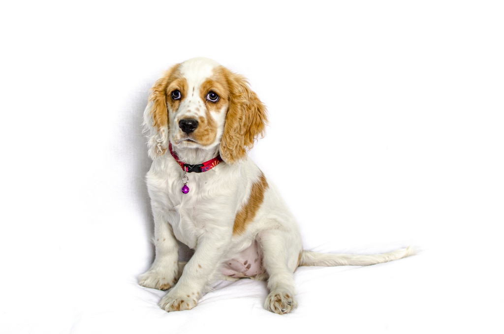 princess leia coker spaniel phantom (13)