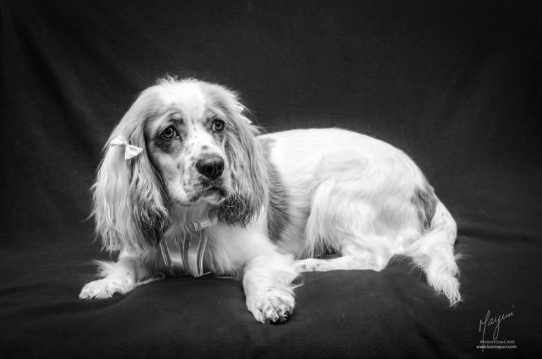 princess leia coker spaniel phantom (22)