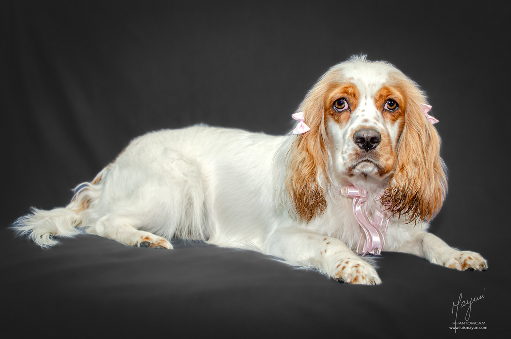 princess leia coker spaniel phantom (23)