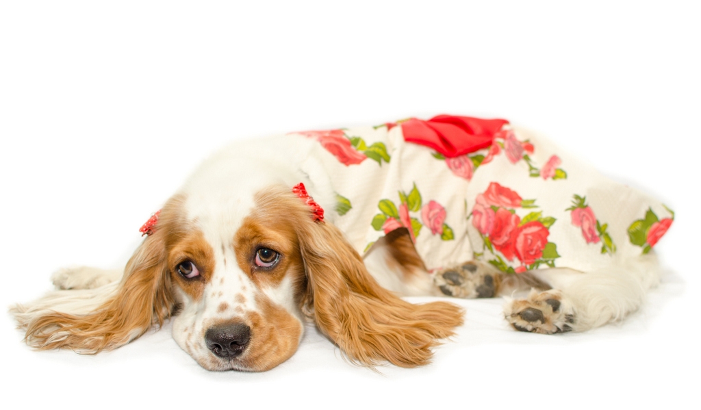princess leia coker spaniel phantom (28)
