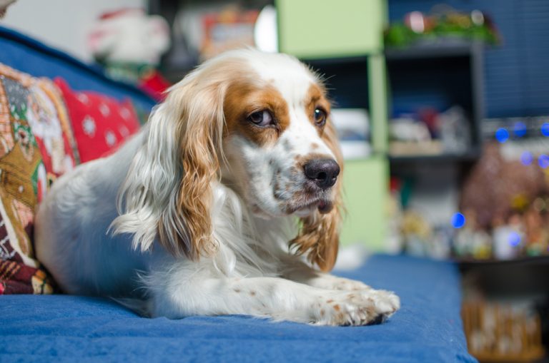 princess leia coker spaniel phantom (30)