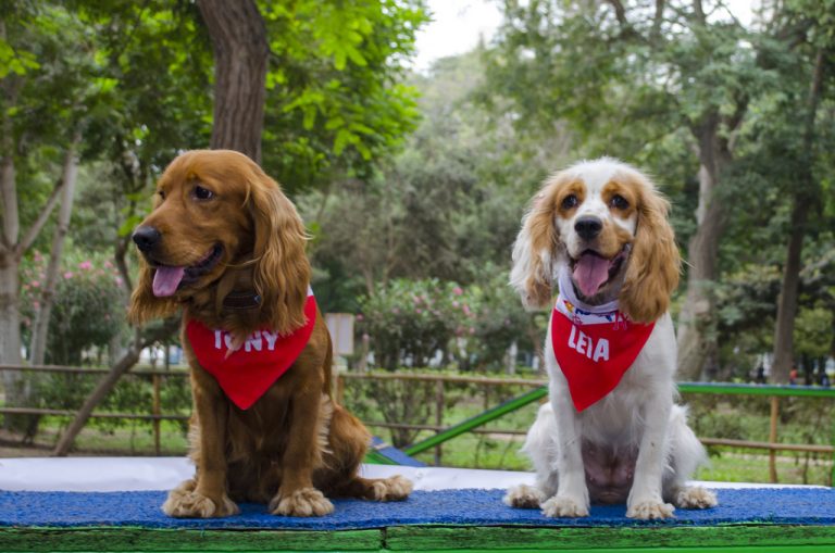 princess leia coker spaniel phantom (8)