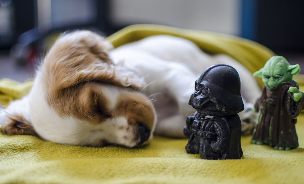 princess leia coker spaniel phantom (9)